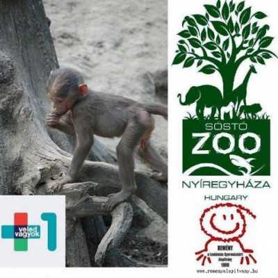 11 év képekben - adó, 1%, alapítvány, támogatás