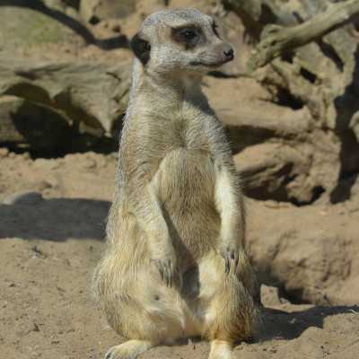 Nagyerdei Kultúrpark Családi Nap 2024. május 04. - adó, 1%, alapítvány, támogatás