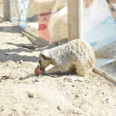 Nagyerdei Kultúrpark Családi Nap 2024. május 04. - adó, 1%, alapítvány, támogatás