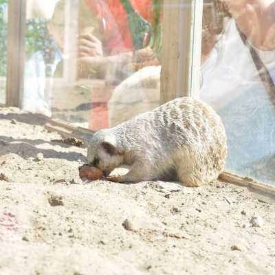 Nagyerdei Kultúrpark Családi Nap 2024. május 04. - adó, 1%, alapítvány, támogatás