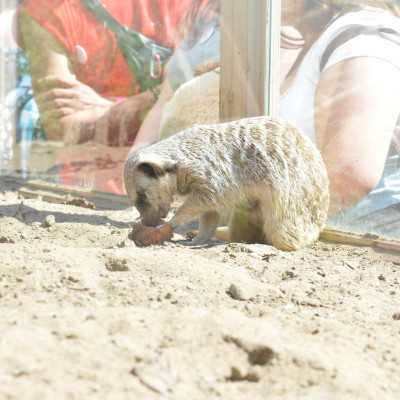 Nagyerdei Kultúrpark Családi Nap 2024. május 04. - adó, 1%, alapítvány, támogatás