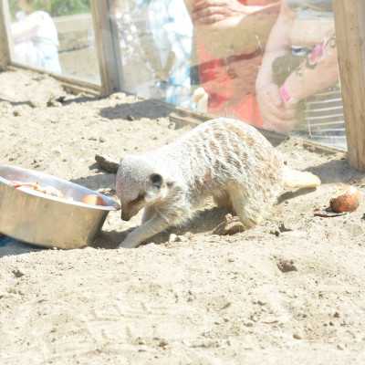 Nagyerdei Kultúrpark Családi Nap 2024. május 04. - adó, 1%, alapítvány, támogatás