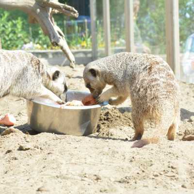 Csodálatos napot tölthettünk együtt a Nagyerdei Kultúrparkban - alapítvány, adó 1%, támogatás