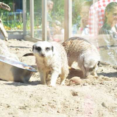 Csodálatos napot tölthettünk együtt a Nagyerdei Kultúrparkban - alapítvány, adó 1%, támogatás
