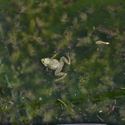 Nagyerdei Kultúrpark Családi Nap 2024. május 04. - adó, 1%, alapítvány, támogatás