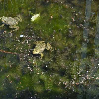 Nagyerdei Kultúrpark Családi Nap 2024. május 04. - adó, 1%, alapítvány, támogatás