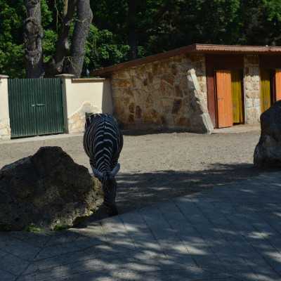 Nagyerdei Kultúrpark Családi Nap 2024. május 04. - adó, 1%, alapítvány, támogatás