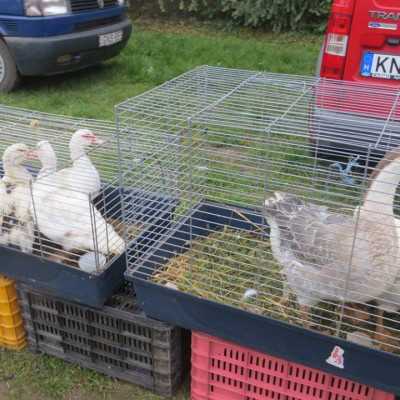 Csoki gyűjtés a kállósemjéni börzén - alapítvány, adó 1%, támogatás