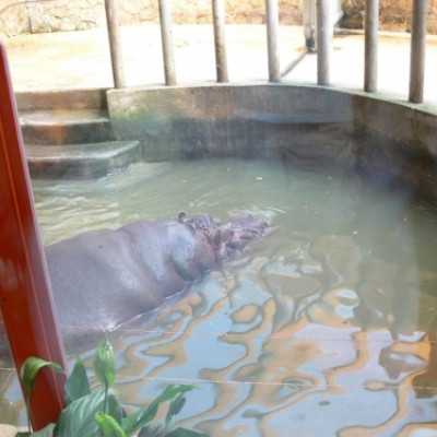 kirándulás a Nagyerdei Kultúrparkban - adó, 1%, alapítvány, támogatás