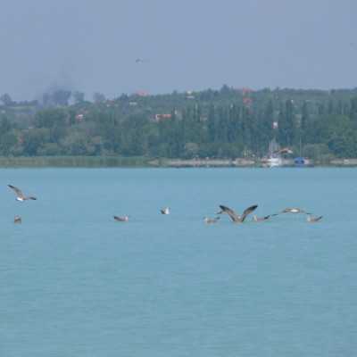 Nyaralás a Balatonnál! - adó, 1%, alapítvány, támogatás